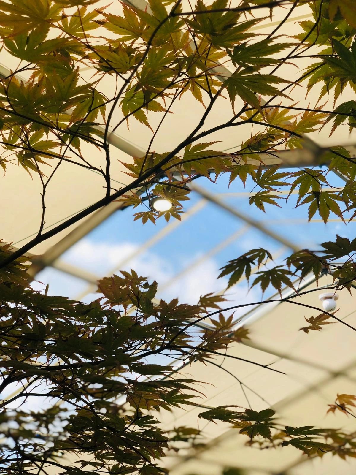 Close up image of tree branches, with a blurred image of a marquee roof behind. 
